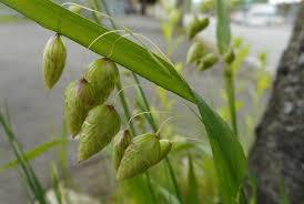 小判草