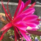 さぼてんの花