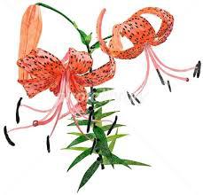 鬼百合