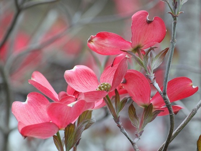花水木