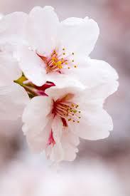 桜蘂降る