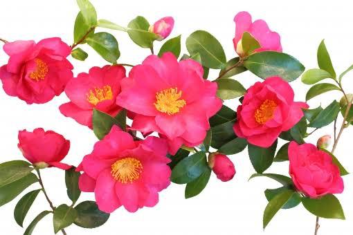 山茶花