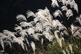枯尾花