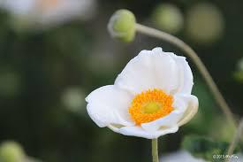 秋明菊