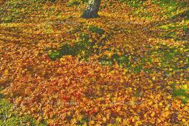 散り紅葉
