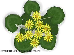 石蕗の花