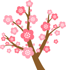 寒の梅