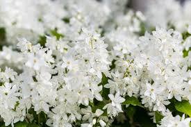 卯の花腐し