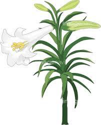 百合
