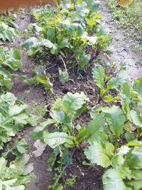 日野菜のさくら漬け