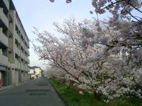瀬田の長沢川の桜