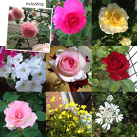 薔薇の季節です