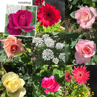 薔薇の季節ですね〜(﹡ˆᴗˆ﹡)
