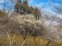 真野北ＮＷ（２月1９日）
