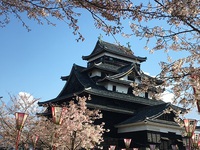 桜・さくら・サクラ