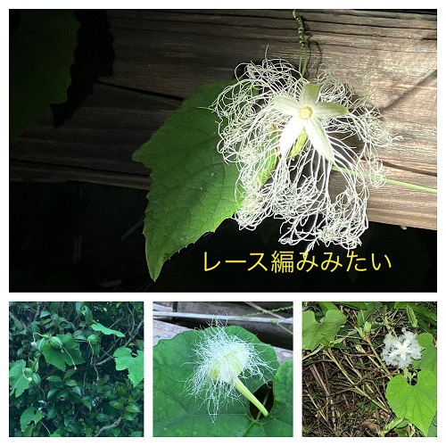 真野北ＮＷ（7月28日）