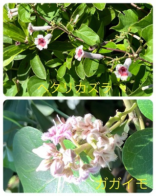 野道のお花
