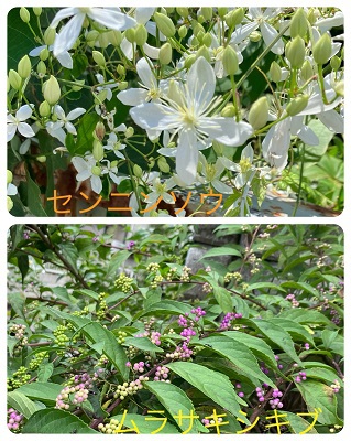 野道のお花
