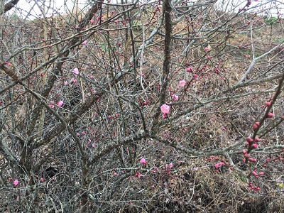 梅の開花情報