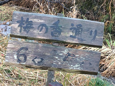 梅の開花情報
