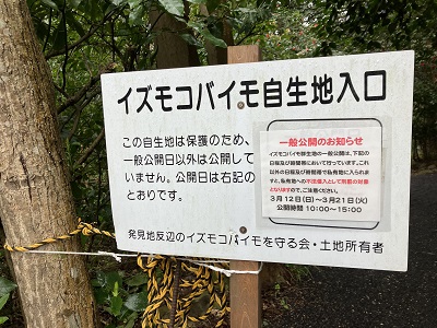 イズモコバイモ　感激
