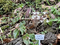 イズモコバイモ　感激
