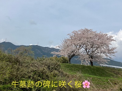 一本桜満開