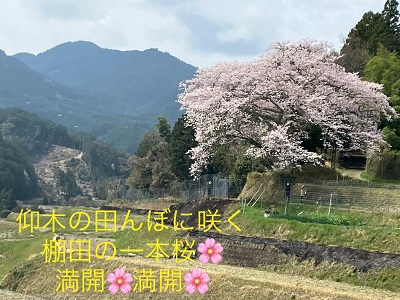一本桜満開