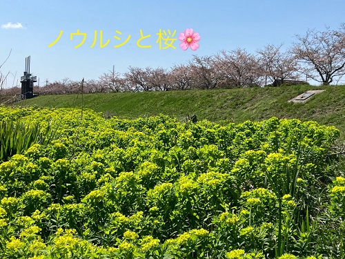 ノウルシ見ごろ