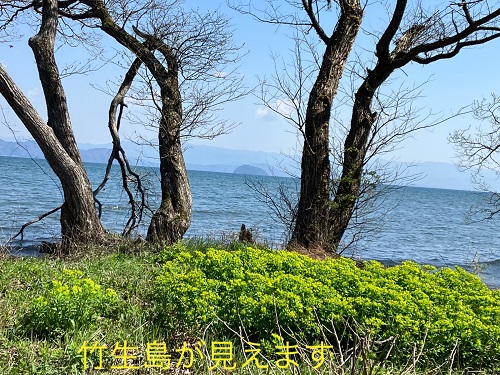 ノウルシ見ごろ
