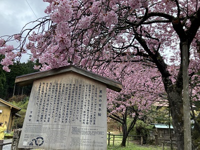 黒田の百年桜