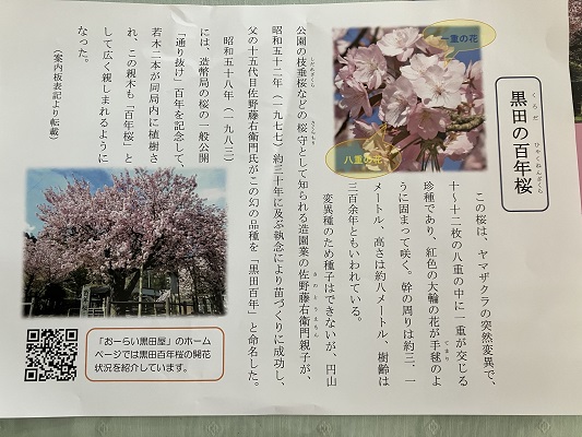 黒田の百年桜