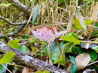 真野北ＮＷ（４月23日）