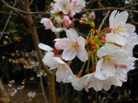 桜満開　やでぇ　雨風のいたずら