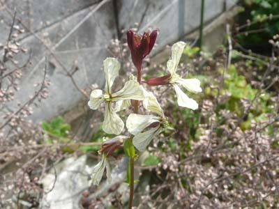 手づくり工房 種芸 ルッコラ