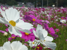 こすもす・3