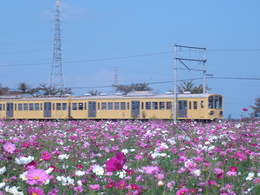 コスモスの中を走る電車