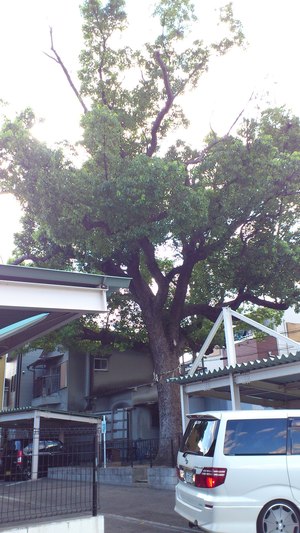 ちょっと散策