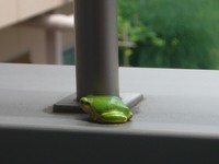 梅雨
