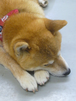 省エネ中