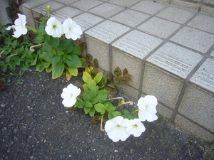 そっと頑張る