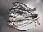 生き物