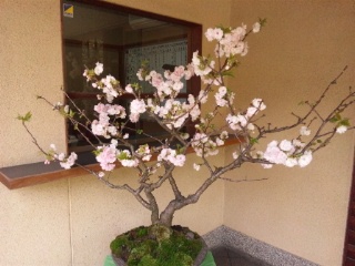 4月下旬の夕照庵