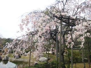 4月下旬の夕照庵