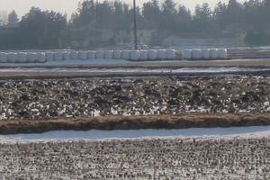 宮城県北部で湿地と人と渡り鳥