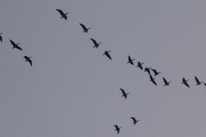 宮城県北部で湿地と人と渡り鳥