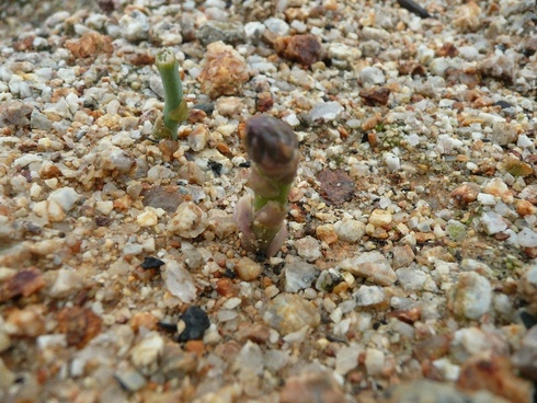 芽が出てきました★