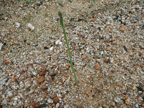 芽が出てきました★