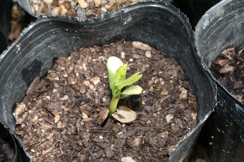 ゴーヤが発芽しました