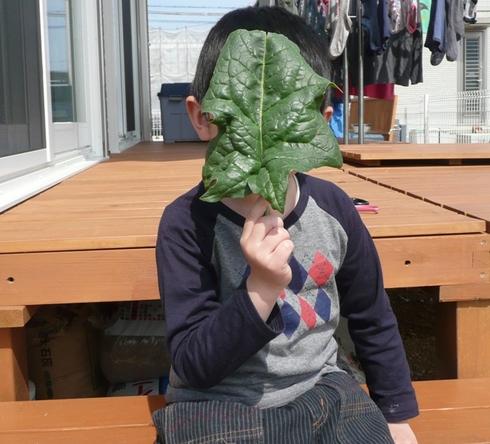 ほうれん草収穫